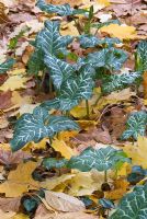 Arum italicum growing through fallen leaves in Autumn