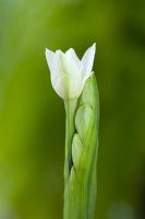 Narcissus papyraceus recurvus - Pheasant's Eye Daffodil in November