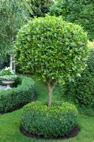 Prunus lusitanica grown as standard with Buxus - Box underplanting