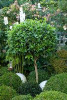 Prunus lusitanica grown as standard with Buxus - Box underplanting
