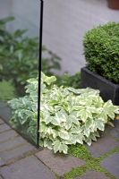 Glass screen dividing upper and lower paved areas. Planting included variegated ground elder, box ball in square pot and Soleirolia soleirolii - Small urban garden, London 
 
