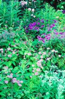 Sedum 'Herbstfreude', Geranium philostemon, Astrantia, Persicaria, Rosa 'Felicia' in Crescent Border. Veddw House Garden, Monmoutshire, Wales, UK. July