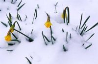 Narcissus in Snow