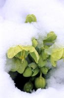 Helleborus argutifolius flower in snow