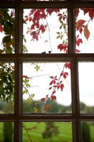 View through a window with Parthenocissus quinquefolia - Virginia Creeper