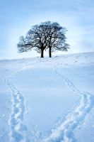 Bare trees in winter snow with footprints of two people