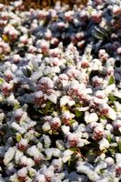Skimmia japonica 'Rubella' with snow