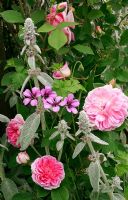 Rosa 'Blairii Number Two' with Stachys lanata and Geranium 'Salome'