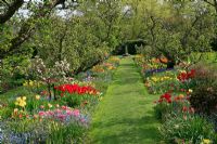 Apple trees underplanted with Tulips, Narcissus, drifts of Muscari and Myosotis - Hergest Croft gardens