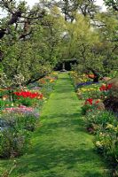 Apple trees underplanted with Tulips, Narcissus, drifts of Muscari and Myosotis - Hergest Croft gardens
