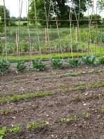 Allotment in spring with rows of seedlings and bean poles 