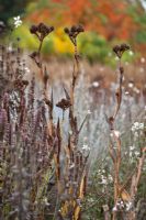 Millenium Borders at Wisley, in autumn. Eryngium agavifolium seedheads, Perovskia 'Little Spire', Gaura lindheimeri 'Whirling Butterflies'. Cotinus and Rhus in background.