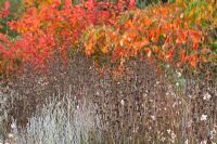 Seedheads of Perovskia atriplicifolia 'Little Spire' and Phlomis tuberosa 'Amazone'. Cotinus 'Flame', Rhus chinensis in background. Millenium Borders, Wisley, in autumn. 