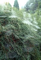 Ephedra major with dew laden spiders webs in Autumn