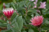 Protea lacticolor - Hottentot Sugarbush