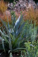 Astelia chathamica 'Silver Sword' in dry garden  