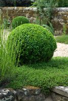 Topiary Buxus - Box ball and Thymus - Thyme underplanting, with Lavandula hedge. Sandhill Farm House, Hampshire, in June.
 