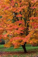 Acer japonicum 'Full Moon Maple' - Westonbirt arboretum,  Gloucestershire