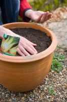 Sowing Pak Choi - Plant seeds in a large container, equally spaced