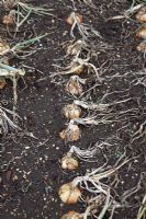 Allium - Onion 'Stuttgarter Giant' ready for harvesting