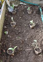 Fibre pots with Cabbage seedlings can be planted directly into the soil without disturbing seedling root structure
