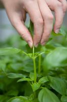 Pinching out growing tips of basil to encourage young plants to bush out