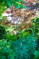 Woodland garden with Acer palmatum and Cornus