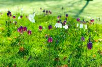 Spring meadow with Fritillaria meleagris - Snakes Head Fritillary naturalised in grass, Byndes Cottage, Suffolk, April
