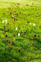 Spring meadow with Fritillaria meleagris - Snakes Head Fritillary naturalised in grass, Byndes Cottage, Suffolk, April
 