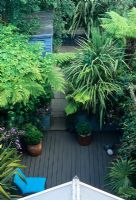 Elevated view of small town courtyard garden with decking and tropical plants including Cordyline, Humulus lupulus 'Aureus' and Dicksonia - Tree Fern. Alistair Davidson, Worcester, UK.