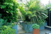 Small town courtyard garden with paving slab path through tropical style planting of Humulus lupulus 'Aureus', Trachycarpus Palm and Dicksonia - Tree Fern in raised beds. Alistair Davidson, Worcester, UK
 