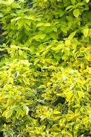 Euonymus fortunei 'Emerald and Gold', April