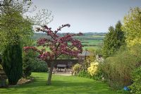Sloping garden with tree in blossom - Bedford Cottages, Great Brington NGS 