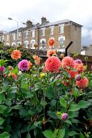 Pom Pom Dahlias growing on an uban allotment in Highbury with Victoria terraced houses in background