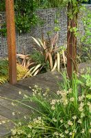 Small urban garden with wooden path, planting of Trachelospermum, Passiflora Phormium, Luzula and ferns with gabion boundary wall - Highgate, London 
