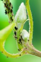 Aphids or Blackfly on Clematis
