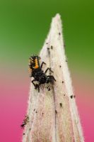 Harmonia axyridis - Harlequin Ladybird larva feeding on Aphids or Blackfly on Clematis