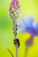 Harmonia axyridis - Harlequin Ladybird larva fighting Black Ant while feeding on Aphids or Blackfly on Cornflower