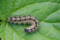 Aglais urticae - Small Tortoiseshell butterfly caterpillar on stinging nettle