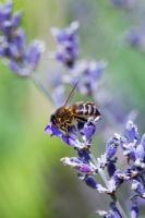 Apis mellifera - Honeybee on Lavender