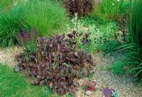 Late summer dry gravel garden of grasses and perennials including Plantago major 'Rubrifolia' 