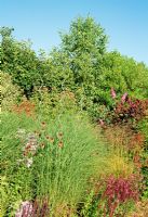 A dry coastal garden with grasses and perennials 