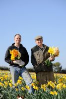 Ron and Adrian Scamp in the daffodil fields, Cornwall