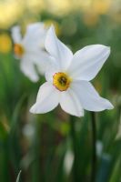 Narcissus poeticus praecox
