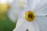 Narcissus poeticus praecox