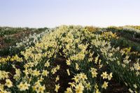 General view of daffodil fields with Narcissus 'Bath's Flame' in centre - Ron Scamp's Nursery, Cornwall