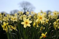 Narcissus 'Barrii Conspicuous'