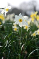 Narcissus 'Seagull'
