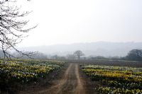 General views of daffodil fields - Ron Scamp's Nursery, Cornwall