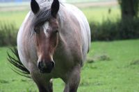 Horse - Rozenkwekerij de Bierkreek, Ijzendijke, Holland